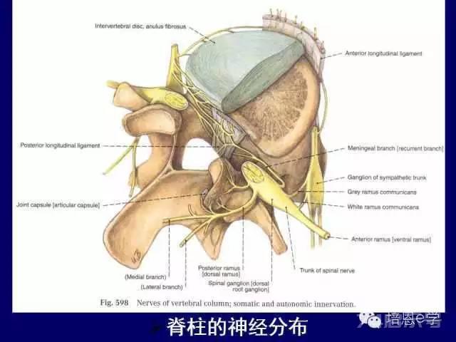 脊柱腰段解剖图（详细标注版 影像图片）