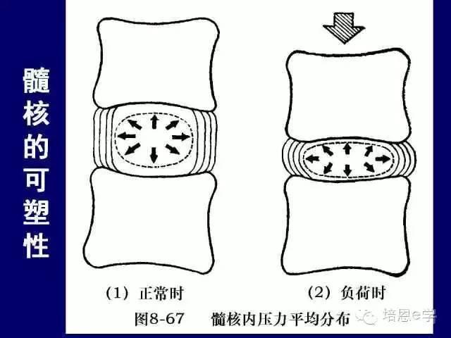 脊柱腰段解剖图（详细标注版 影像图片）