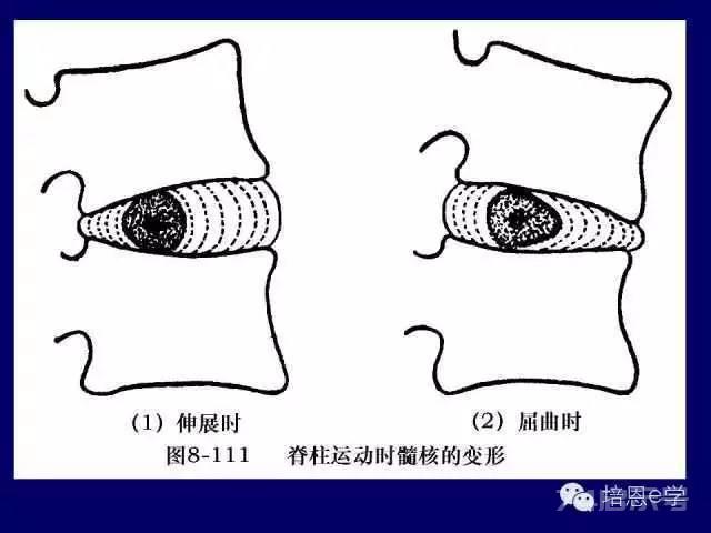 脊柱腰段解剖图（详细标注版 影像图片）