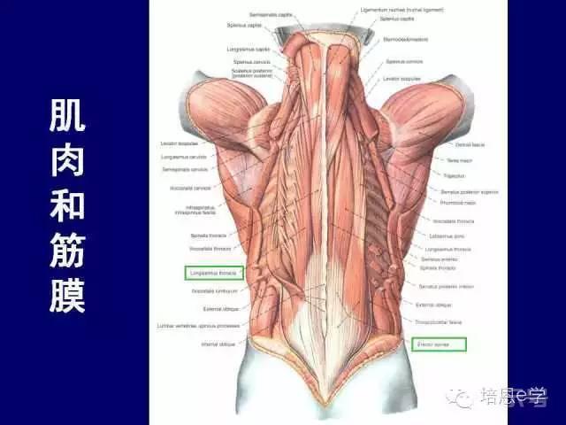 脊柱腰段解剖图（详细标注版 影像图片）