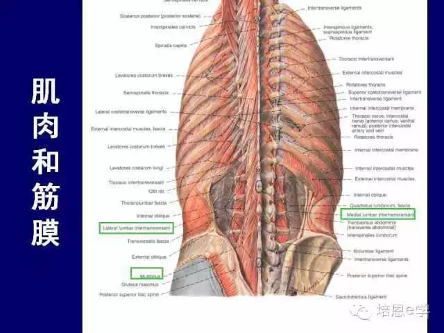 脊柱腰段解剖图（详细标注版 影像图片）