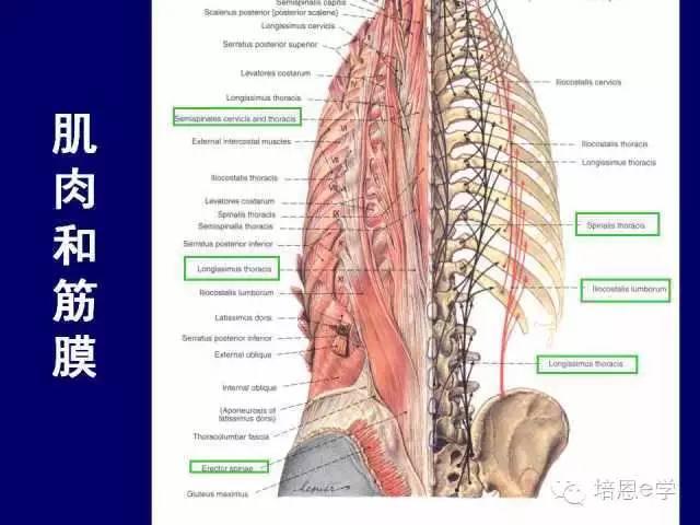 脊柱腰段解剖图（详细标注版 影像图片）
