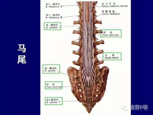 脊柱腰段解剖图（详细标注版 影像图片）