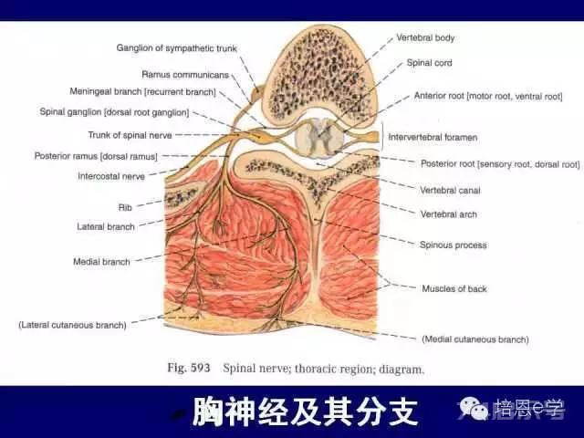 脊柱腰段解剖图（详细标注版 影像图片）