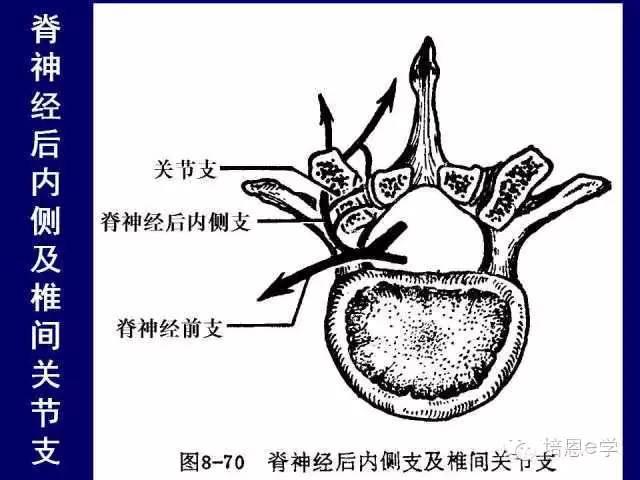 脊柱腰段解剖图（详细标注版 影像图片）