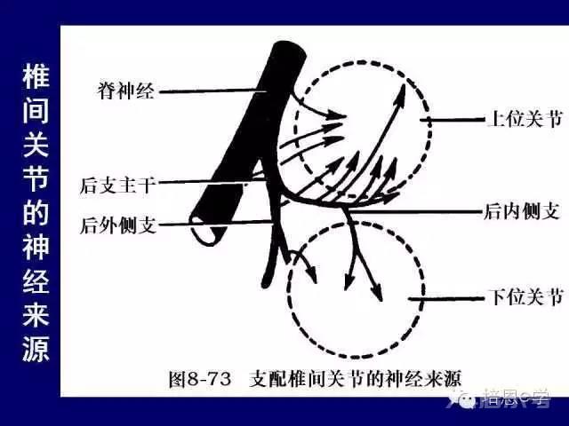 脊柱腰段解剖图（详细标注版 影像图片）