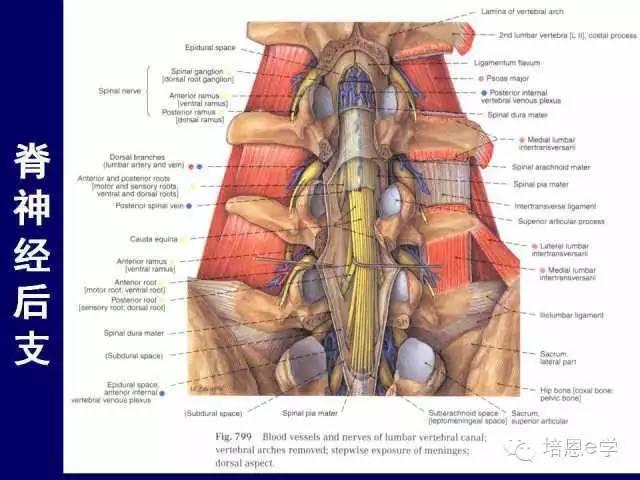脊柱腰段解剖图（详细标注版 影像图片）