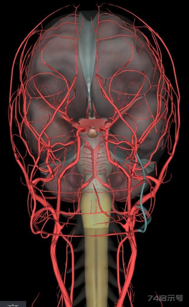 椎动脉开口图片