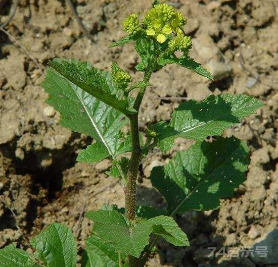 白芥子：生得象黄豆，却是妇科要药