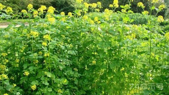 白芥子：生得象黄豆，却是妇科要药