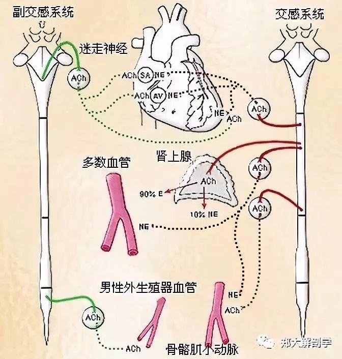 自主神经系统