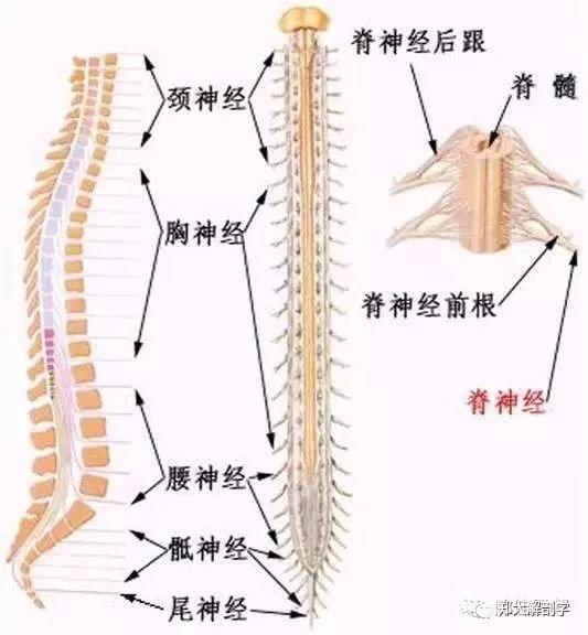 自主神经系统