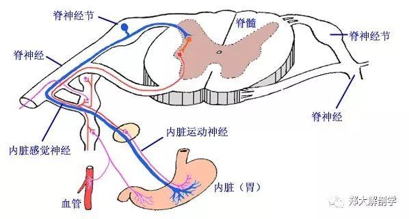 自主神经系统