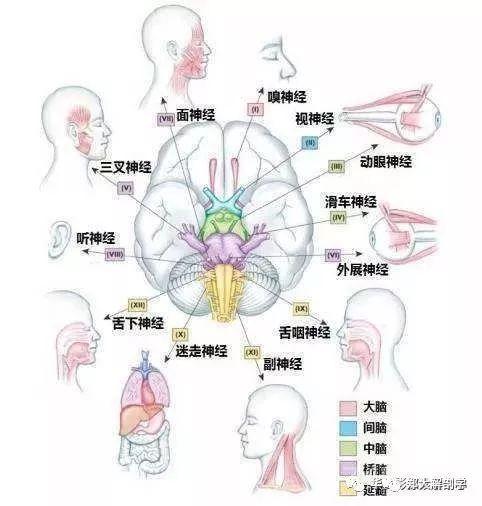 自主神经系统