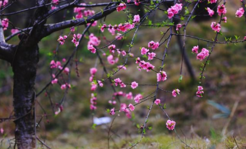 桃花岛旅游_三沙 海南 旅游岛 旅游岛 南海_南麂岛旅游