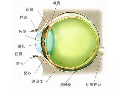 大角膜是角膜直径大于_炎の孕ませ転校生 炎孕同级生_角膜炎