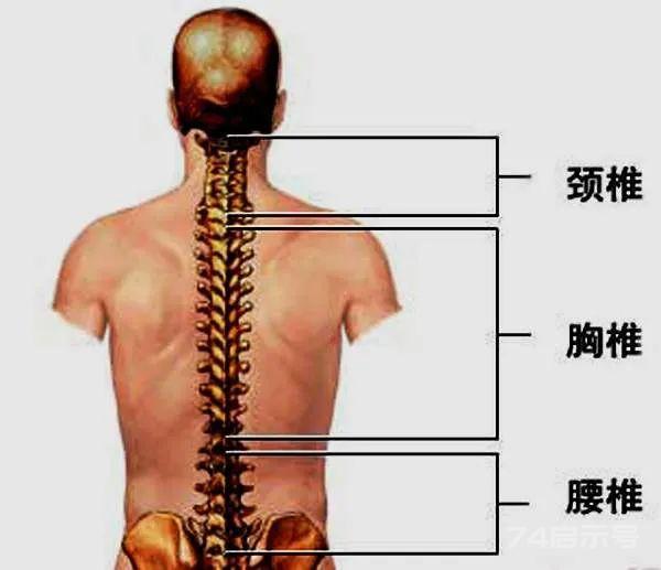 记住“颈腰诊断歌”，立马就知病根在哪！