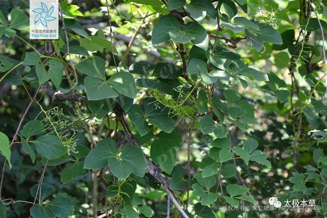 红藤煎剂图片