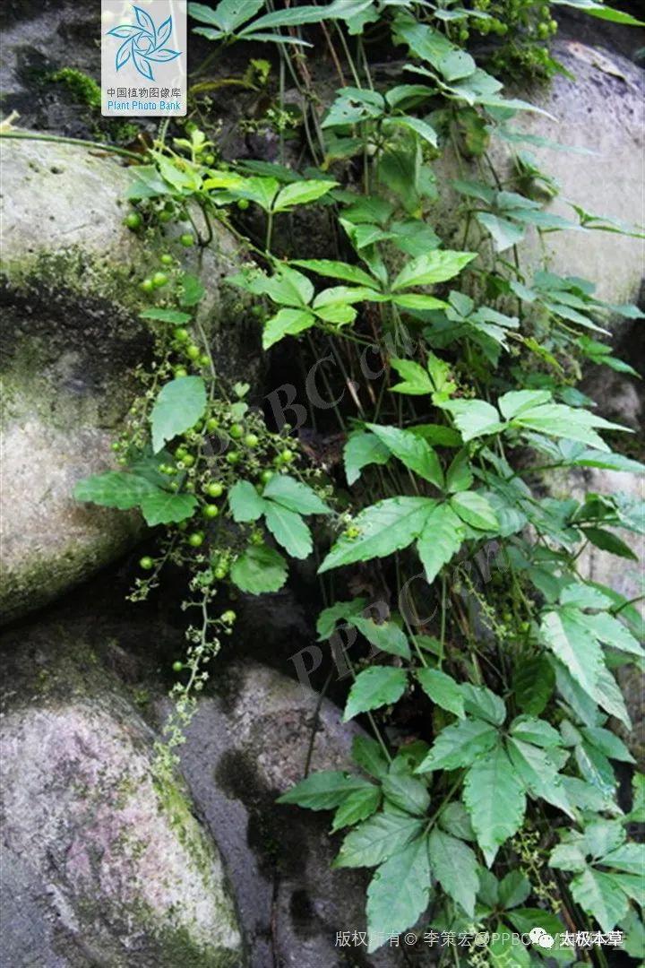 绞股蓝葫芦科绞股蓝属植物绞股蓝