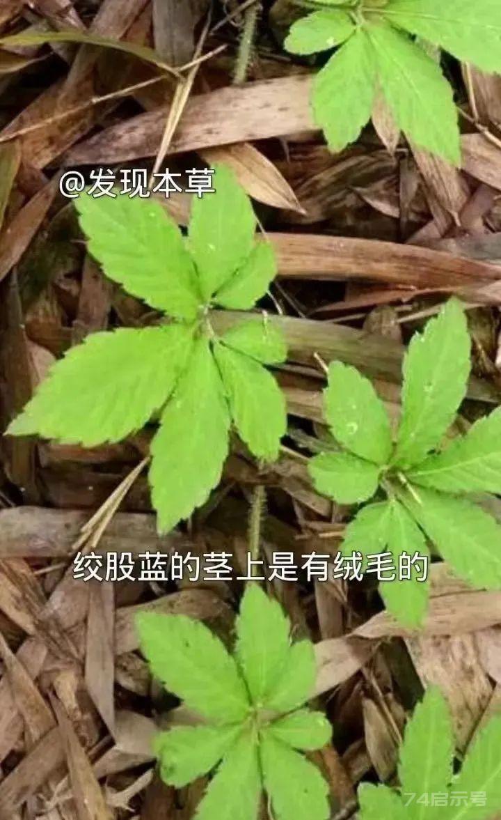 绞股蓝，山上就有，为咱老百姓滋补强壮、降三高的良药