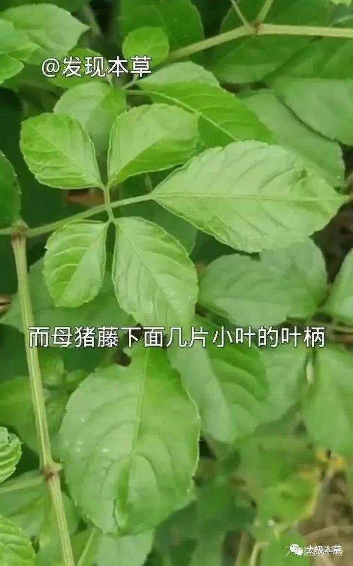 绞股蓝，山上就有，为咱老百姓滋补强壮、降三高的良药