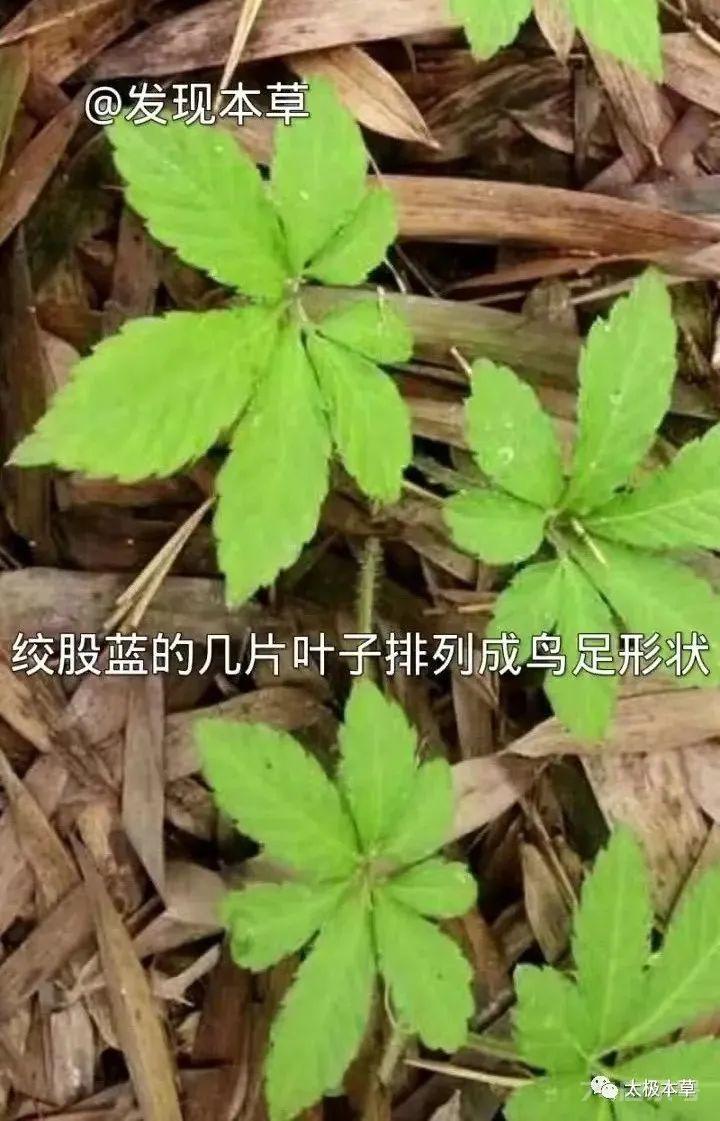 绞股蓝，山上就有，为咱老百姓滋补强壮、降三高的良药