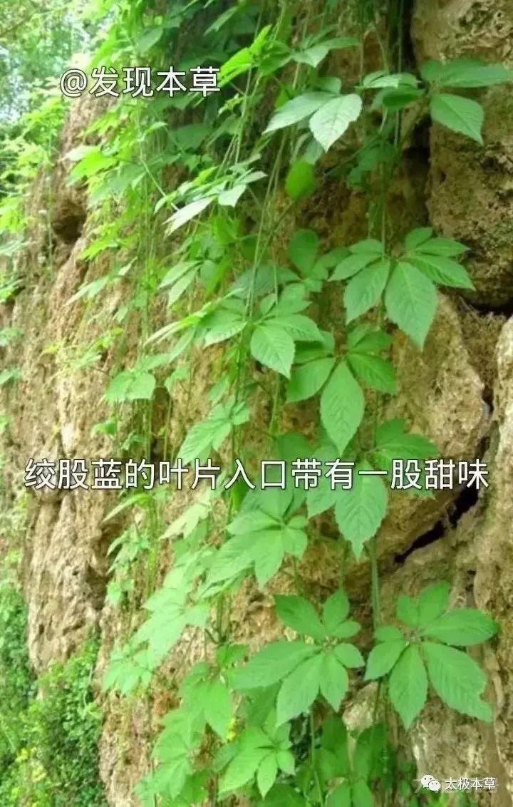 绞股蓝，山上就有，为咱老百姓滋补强壮、降三高的良药