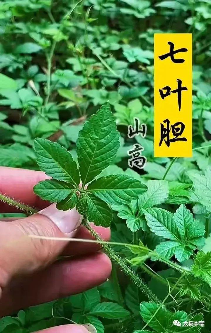 绞股蓝，山上就有，为咱老百姓滋补强壮、降三高的良药