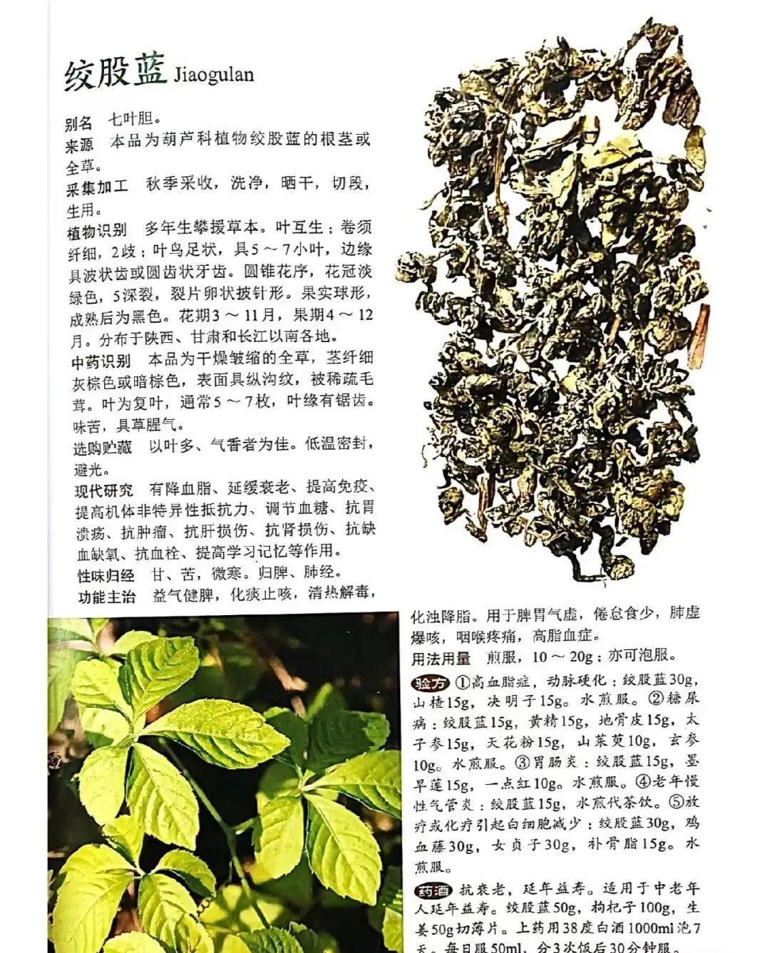 绞股蓝，山上就有，为咱老百姓滋补强壮、降三高的良药