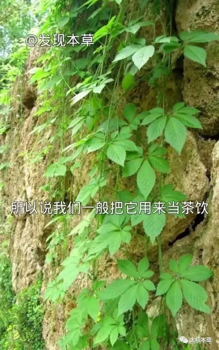 绞股蓝，山上就有，为咱老百姓滋补强壮、降三高的良药