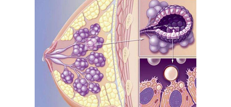 乳腺增生的食疗偏方