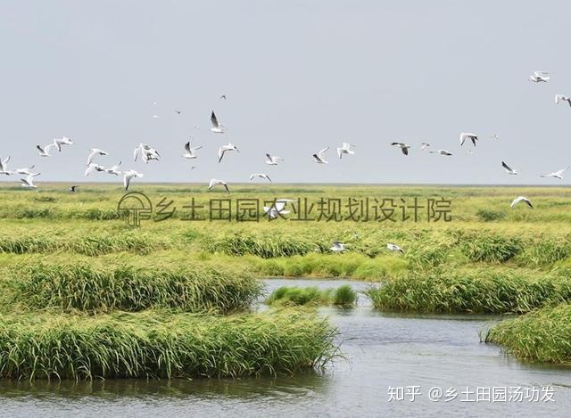 西溪湿地旅游_湿地旅游目的_盐城湿地旅游