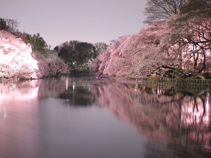 东京北海道旅游_南京到东京旅游_东京旅游