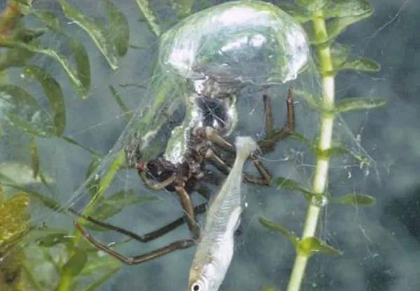 罕见的36张照片，射水鱼吐水捉虫，蜘蛛杀死青蛙，巨蜥吞咽大乌龟