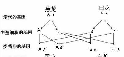 颜色辨认亲戚，敖烈的父亲为黑龙，叔叔为白龙，敖烈为何为白龙？