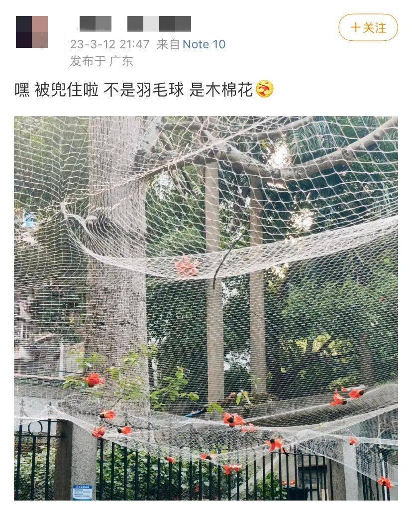 这可能才是广东人的辣椒