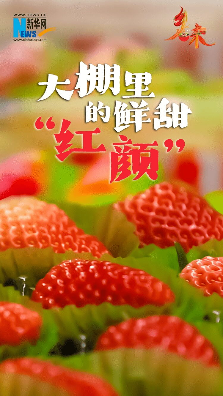 乡味｜东港草莓：大棚里的鲜甜“红颜”