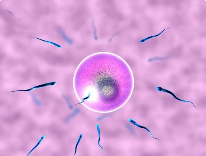 我国不孕不育率达12%-15%，尝试那么久，有些人为什么一直怀不上
