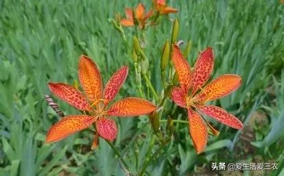 药材市场在什么地方_药材市场_药材市场排名