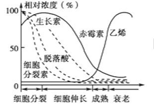 脱落酸的主要生理作用，在果实发育过程中脱落酸的变化情况