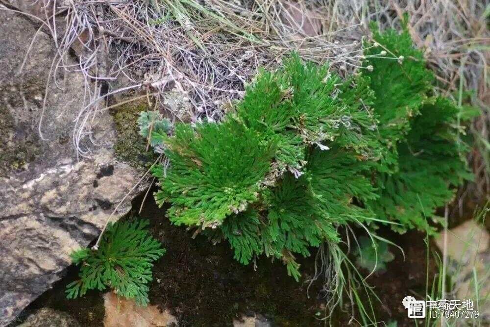 九死还魂草－卷柏