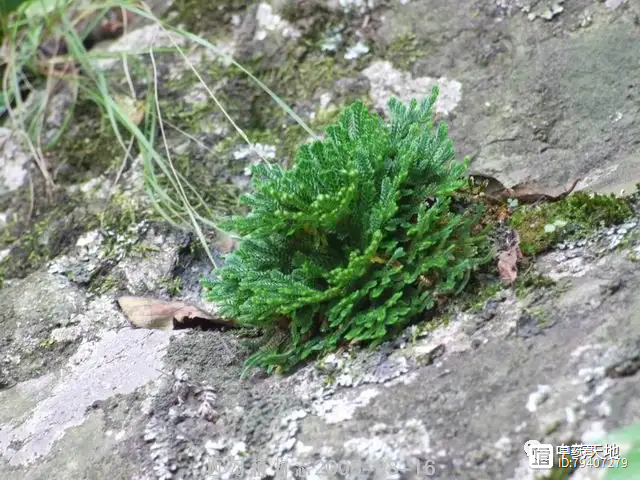 九死还魂草－卷柏