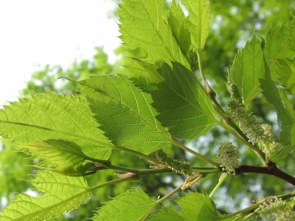 每日一学草药15：桑树