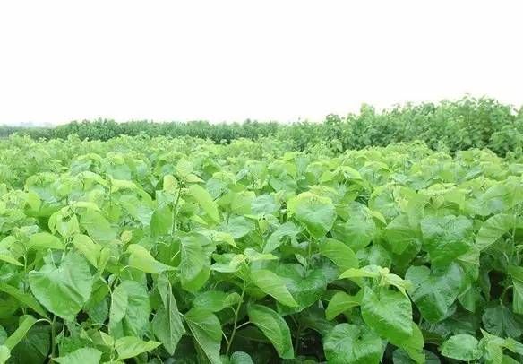 每日一学草药15：桑树
