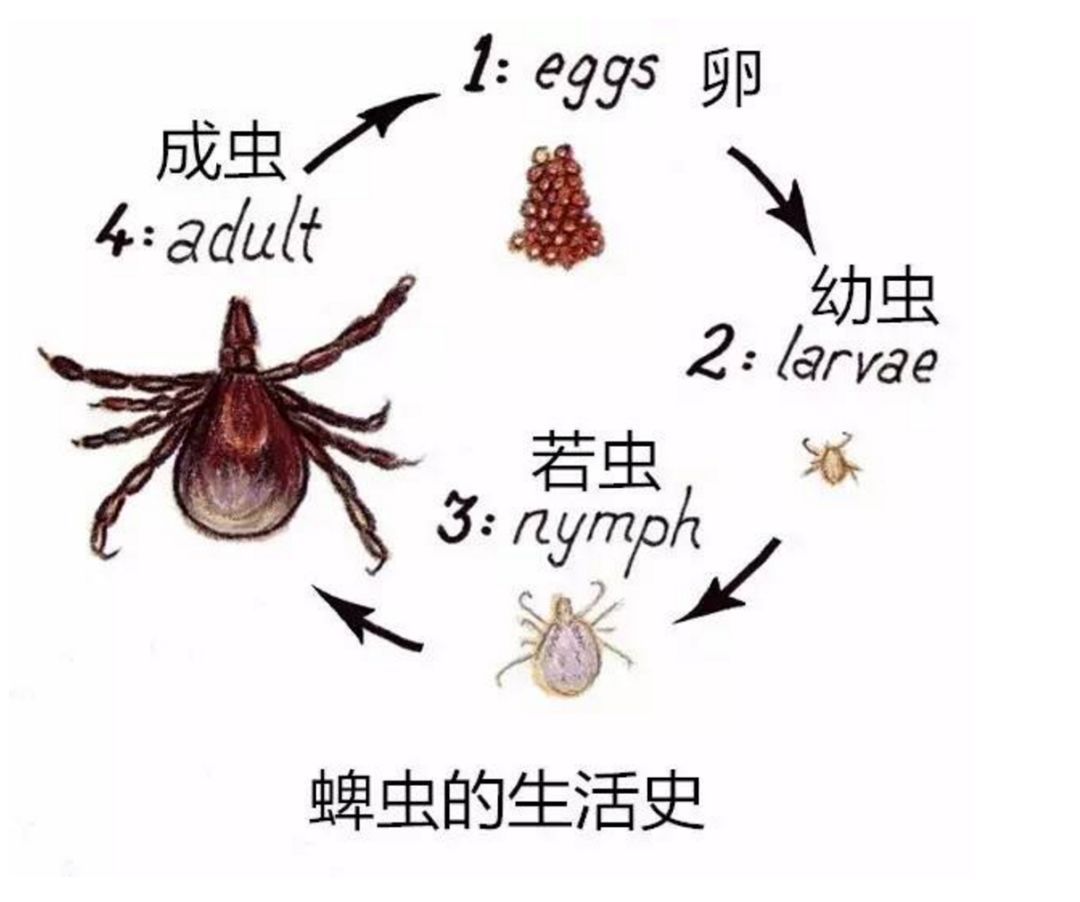 痒螨病为痒螨科、痒螨属的螨寄生于多种动物