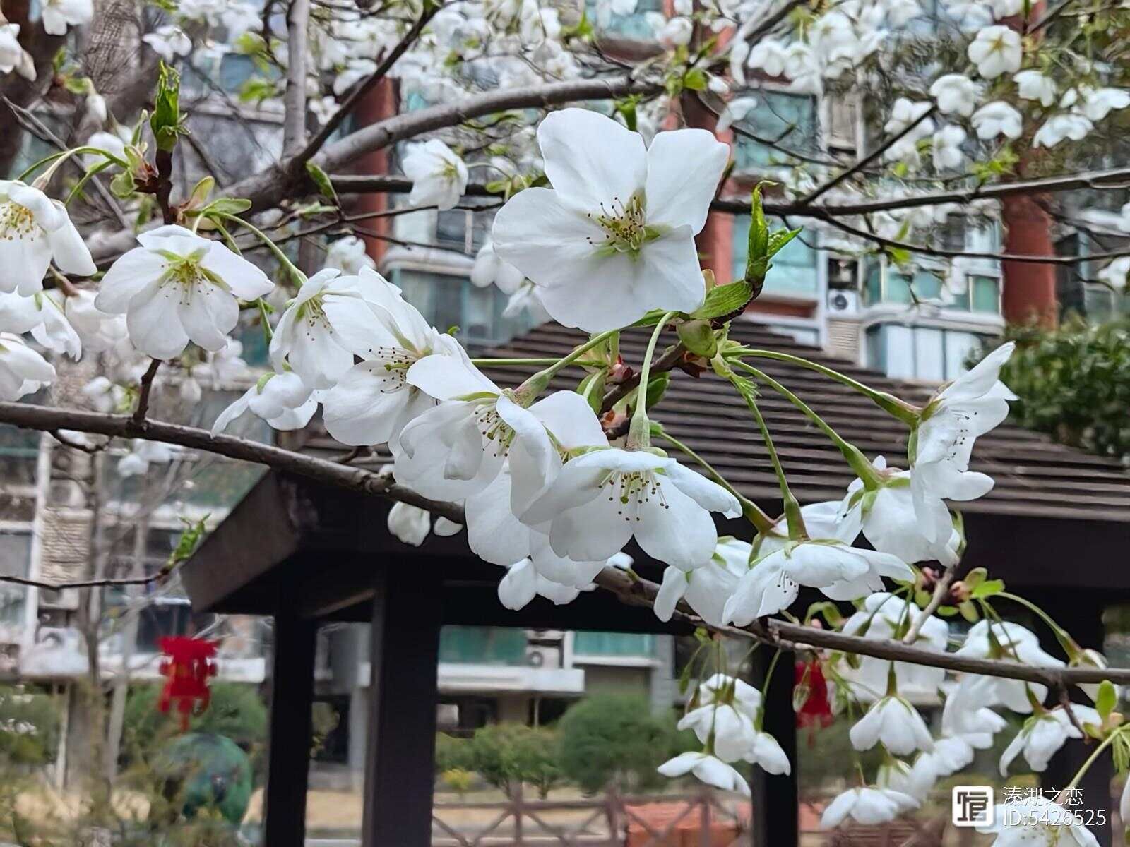 摄影：樱花(美女樱)