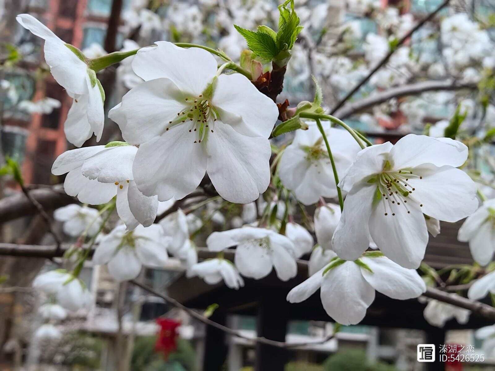 摄影：樱花(美女樱)