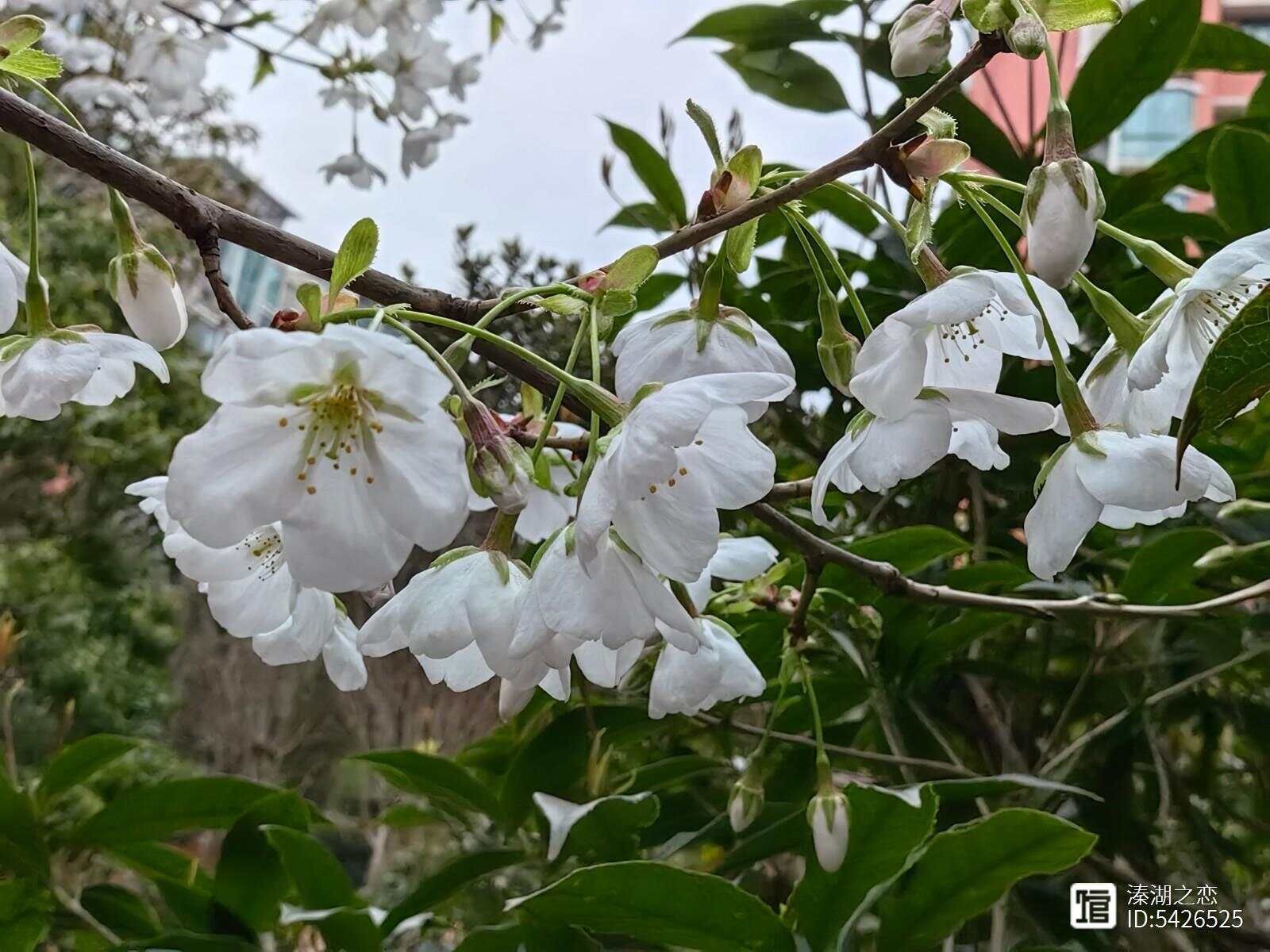 摄影：樱花(美女樱)