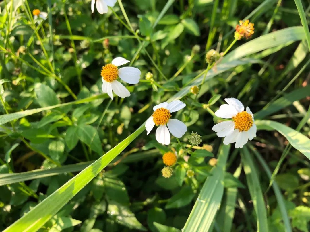 轻松学经方第六讲：健步如飞方——防己黄芪汤8