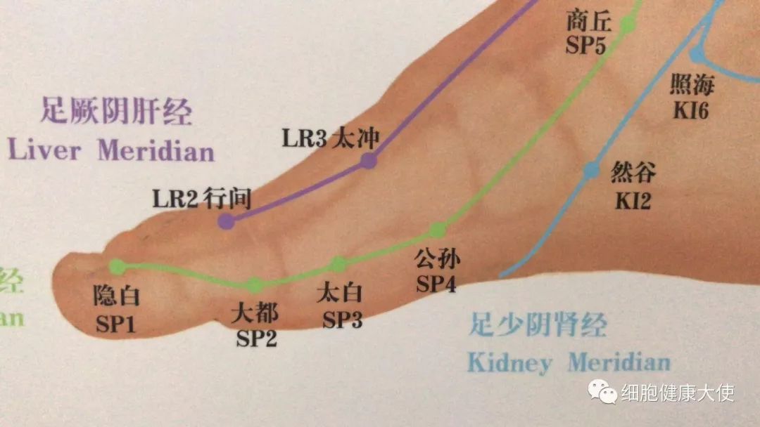 八脉交会穴  下合穴